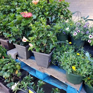 a variety of potted plants
