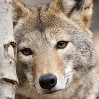 Susan H.