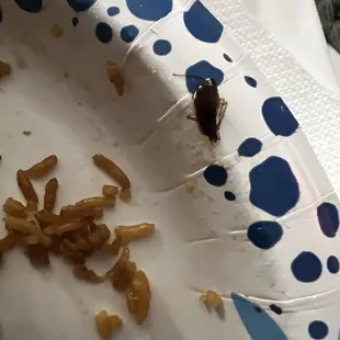 Dead roach in rice
