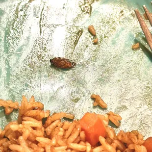 A cockroach, size of my thumbnail