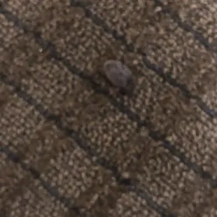 Of the bug found in front room