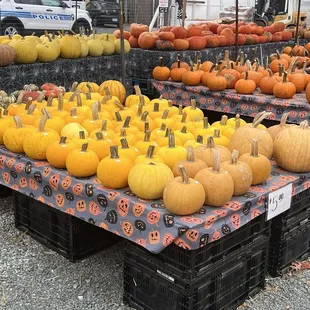 I've never seen this color gourd before. They're tiny and cute