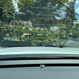 Nursery/plants for sale