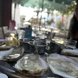 Oysters