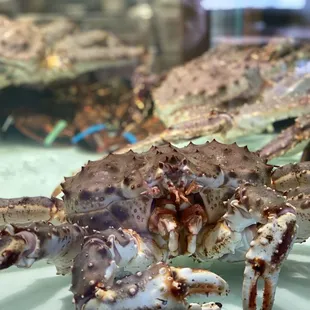 Freshhhh and can be served whole