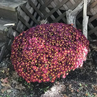 Another beautiful mum that is still going strong