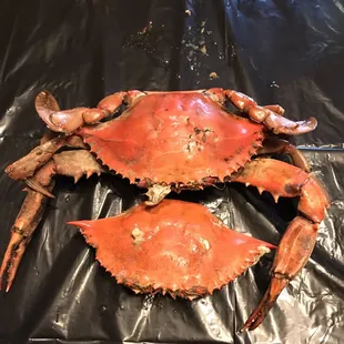 There is a difference between a Jimmy crab and a regular male crab.