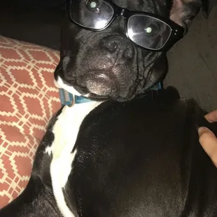 She needs some fresh bones to keep her away from all the   #FRESHISBEST  #CONSIDERINGFRESHDIET #SHELOOKSSOSMART