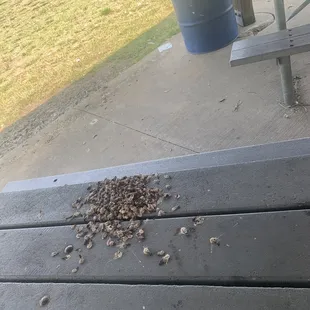 More bird poop on picnic table