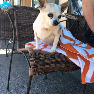 Mickey loves coming here too. They provide water for the pups, thanks for being so doggie friendly Kingston!