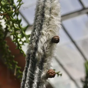 Furry cactus