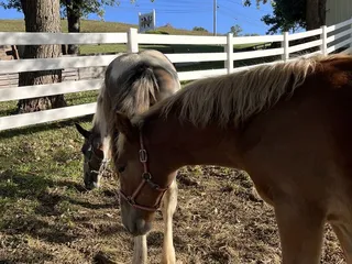 Neltner's Farm & Event Venue