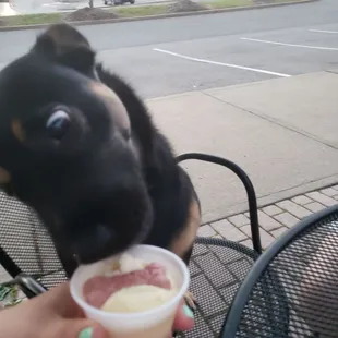 My dog, enjoying his 'pup cup'