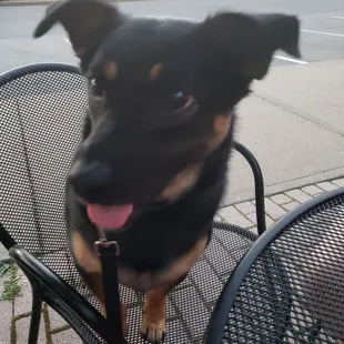 a dog sitting in a chair