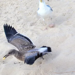 Sea gull thiefs! Protect your food!