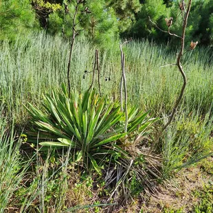 Love this plant. It&apos;s the only one I saw.