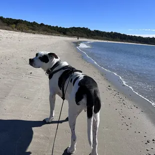 Dog allowed on left side of beach year round, no time limits