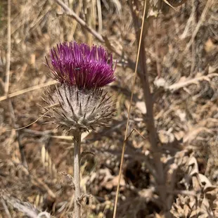 Off Coastal Trail to Kirby Cove ( wildflower series)