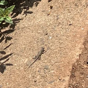 Off Coastal Trail to Kirby Cove ( lizard)