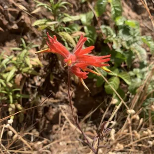 Off Coastal Trail to Kirby Cove ( wildflower series)