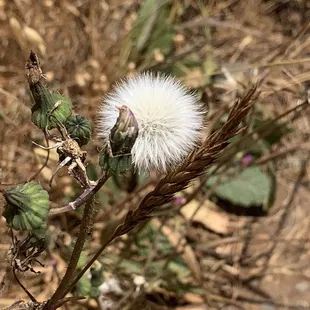 Off Coastal Trail to Kirby Cove ( wildflower series)