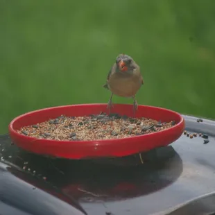 Kirklevington wildlife Kentucky Cardinal
