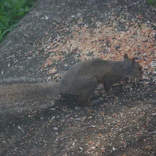 Kirklevington wildlife Squirrel