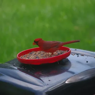 Kirklevington wildlife Kentucky Cardinal