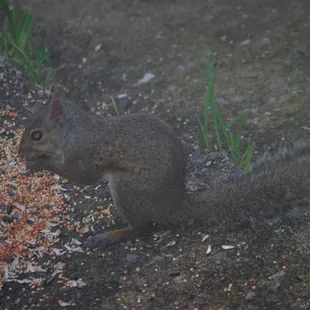 Kirklevington wildlife Squirrel