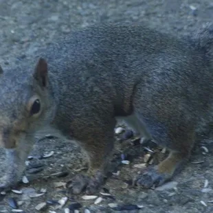 Stumpy the park's tailless squirrel!