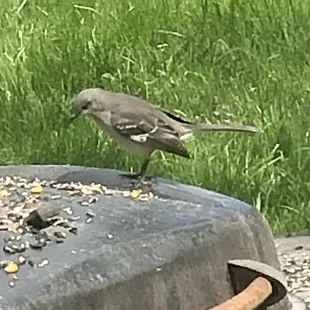 Mockingbirds are beautiful and never stop singing!