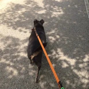 That's a happy dog right there...