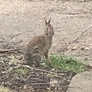 Peter Cottontail! Loads of them live in the honeysuckle bush behind my place at the edge of the park.