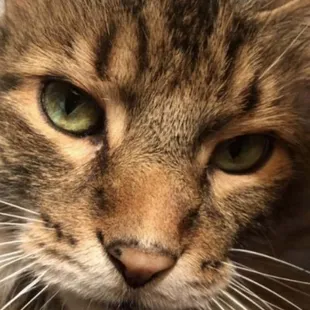 Quarantining with Carter the Maine Coon and Boone the Springer Spaniel!