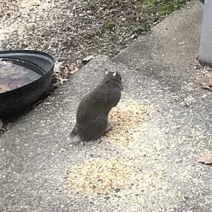 "Stumpy" my tailless squirrel neighbor @ Kirklevington Park!