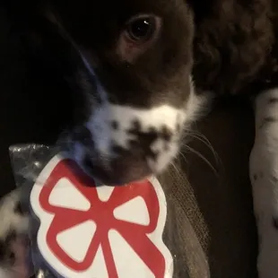 New pup Colonel enjoying a Yelp notepad! Chews on everything! (I took it away from him)