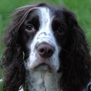 It's so great living in Kirklevington Park, no more than 20 steps from my back door, a perfect place to walk my man Boone!