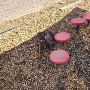 Very nice dog park