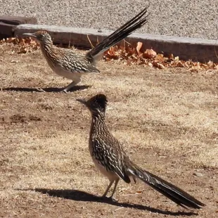 Bonus! Never got a photo of two at the same time!