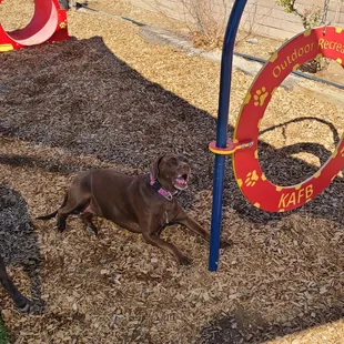 Very nice dog park