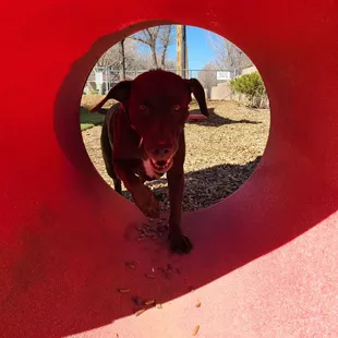 Very nice dog park