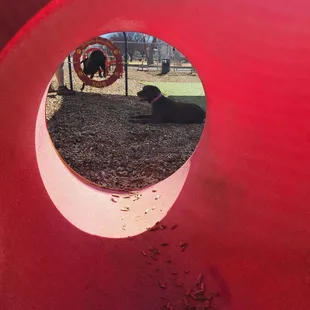 Very nice dog park