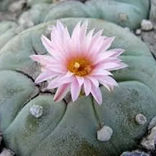Tucson T.