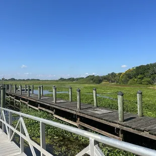 Looking out at the marshes