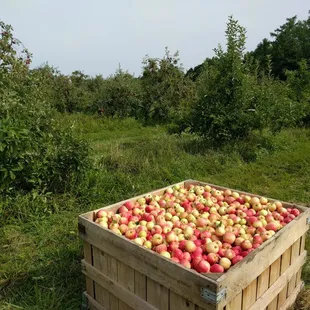 Freshly picked Gala Apples!  Harvested in September 2017.