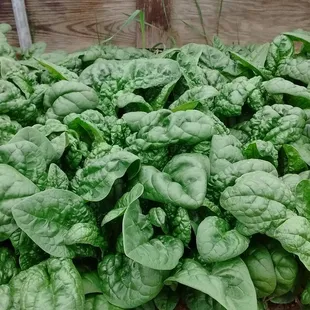 Homegrown Spinach