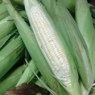 Bi-Color Sweet Corn