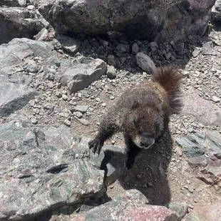 Friendly marmot at the summit