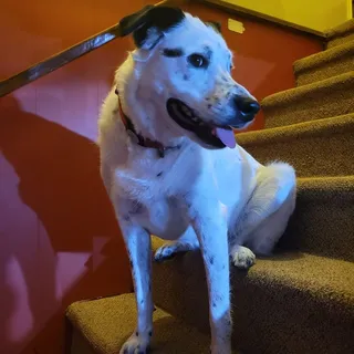 Sam