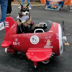 Balsky the flying dog needs java